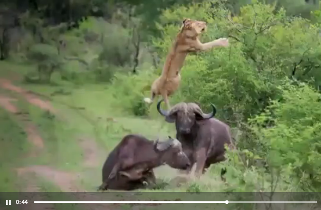Редкие кадры из мира природы: буйвол поднял льва на рога - ОБНОВЛЕНО - ВИДЕО - ФОТО