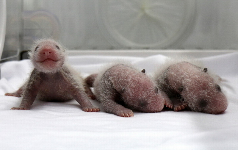 "Новое чудо света" в Китае: у панды родились тройняшки - ФОТО