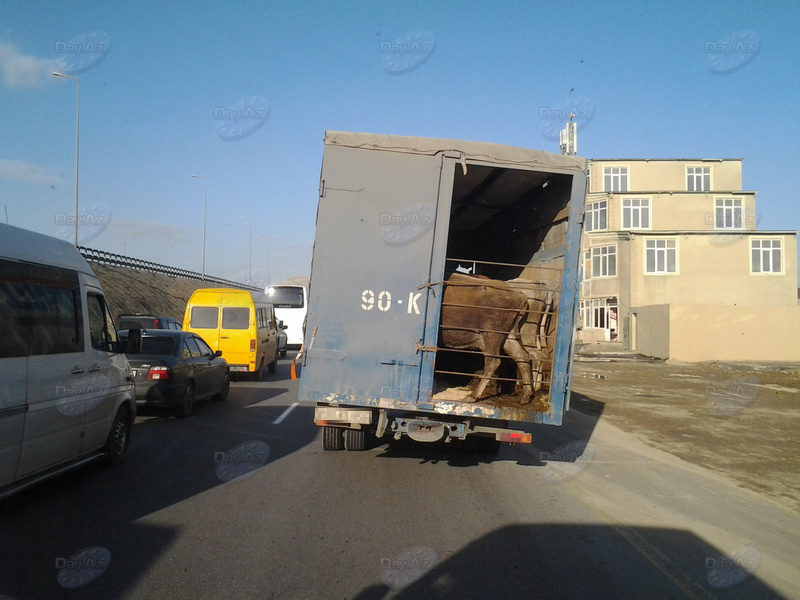 Водители в Баку наблюдали жестокое зрелище - ФОТО