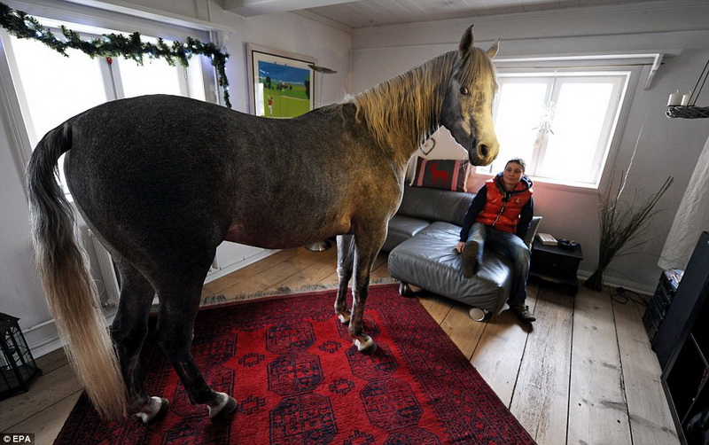 В Германии женщина живет в одном доме с лошадью - ФОТО