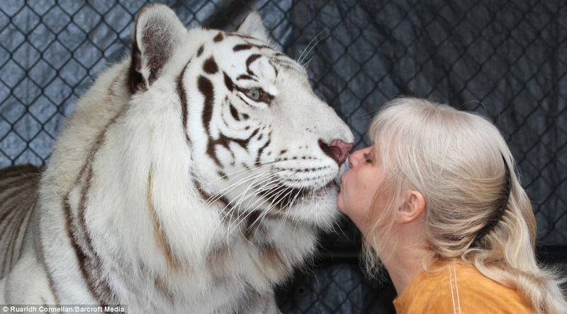 Без страха: женщина засыпает и просыпается в объятиях тигров - ФОТО