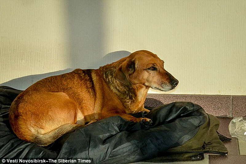 Собака целый год ждет в больнице умершего хозяина - ФОТО