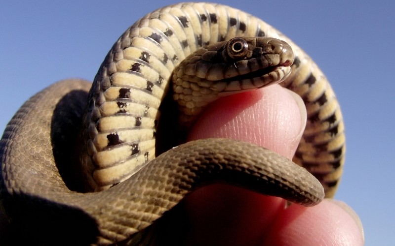 10 самых распространенных мифов о змеях - ФОТОСЕССИЯ