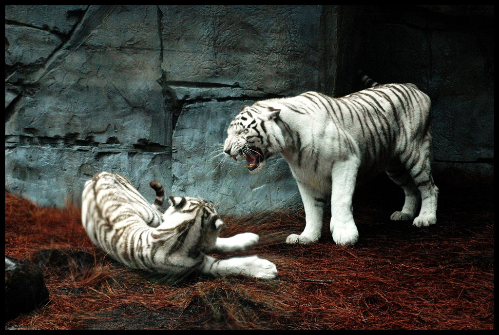 Бенгальский тигр подвид тигра