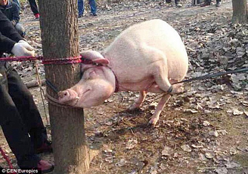 В Китае свинья съела двухлетнего ребенка - ФОТО