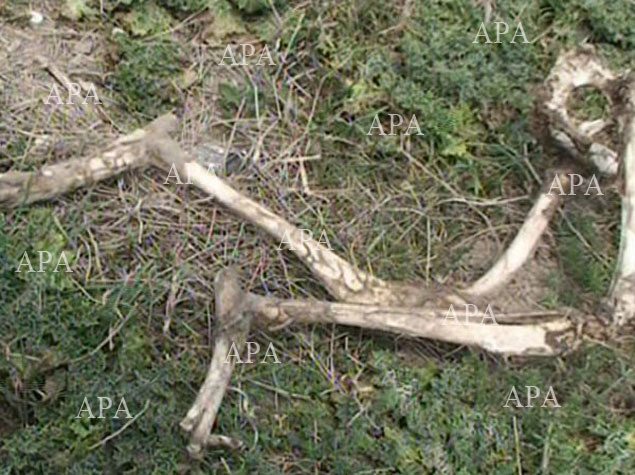 История с загадочным скелетом в Тертерском районе начинает проясняться - ФОТО