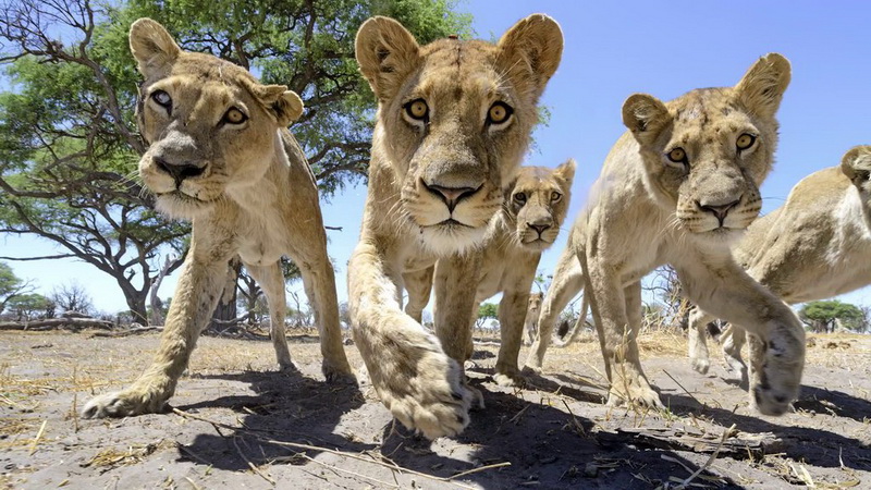 Фотограф подразнил львов и сделал удивительные снимки - ФОТО