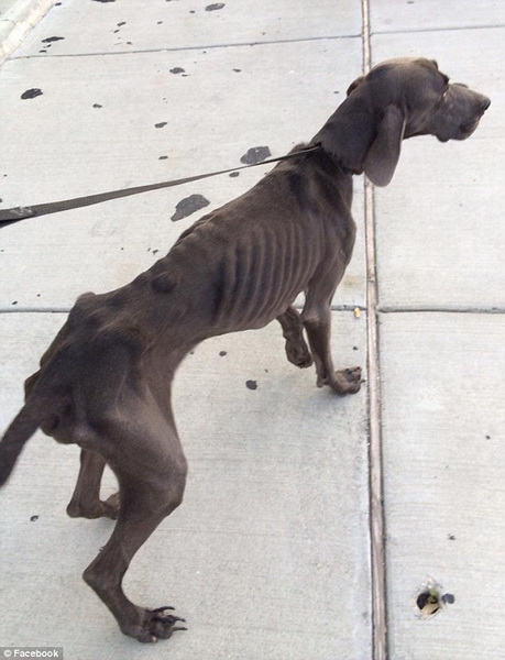 В США ветеринары спасли пса-анорексика - ФОТО
