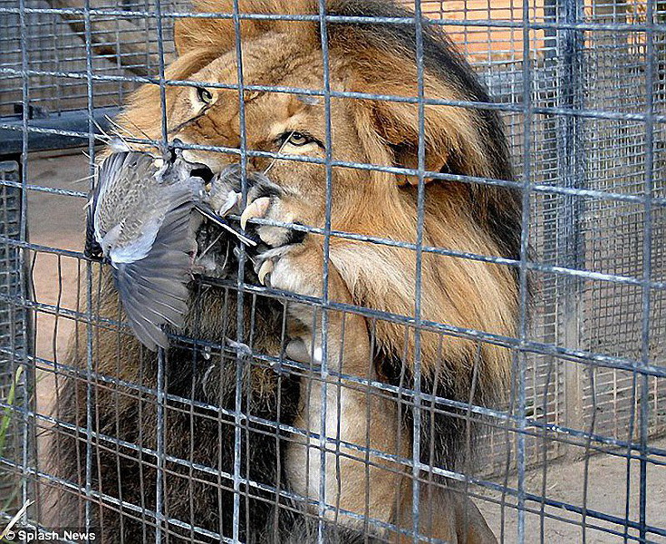 Лев за решеткой. Лев в неволе. Животные зоопарка. Животные клетки. Клетка для льва большая.