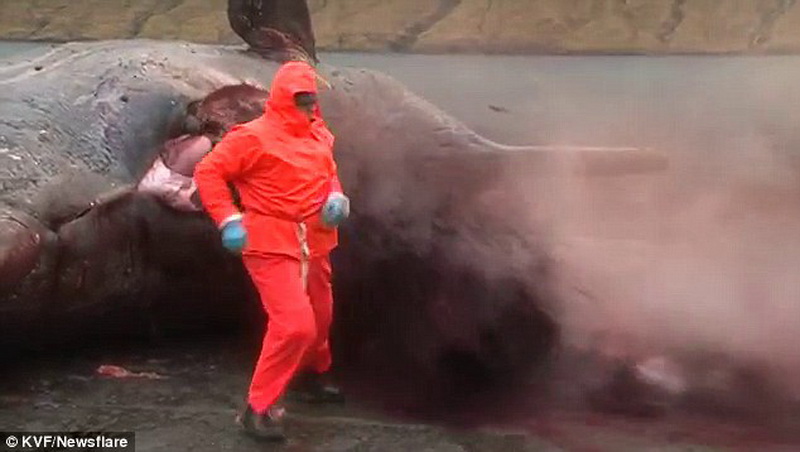 Удивительный случай: мертвый кит "взорвался" - ФОТО - ВИДЕО