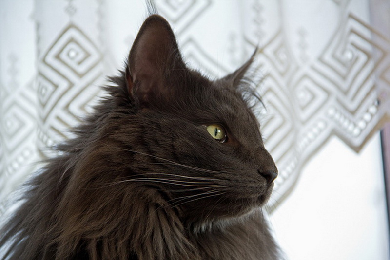 Самые красивые кошки в мире - ФОТОСЕССИЯ