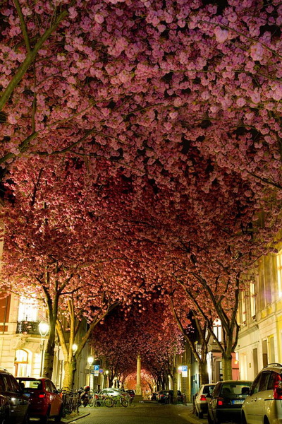 Самые красивые цветущие вишни по всему миру - ФОТОСЕССИЯ