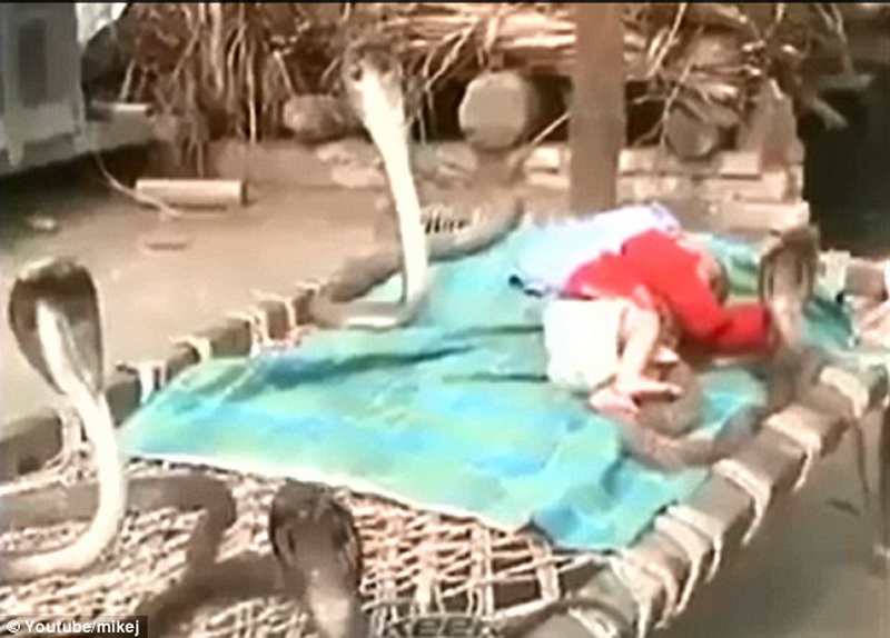 В Индии младенца оставили спать в окружении кобр - ФОТО