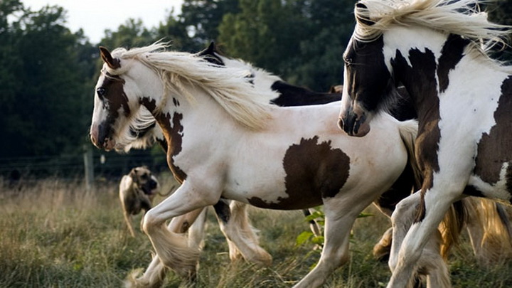 15 лошадей, от красоты которых перехватывает дыхание - ФОТОСЕССИЯ