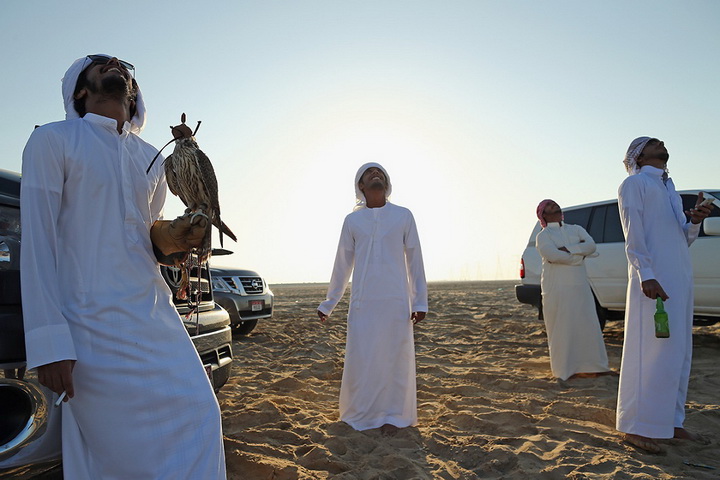 Хобби богачей: соколиная охота в Арабских Эмиратах - ФОТОСЕССИЯ