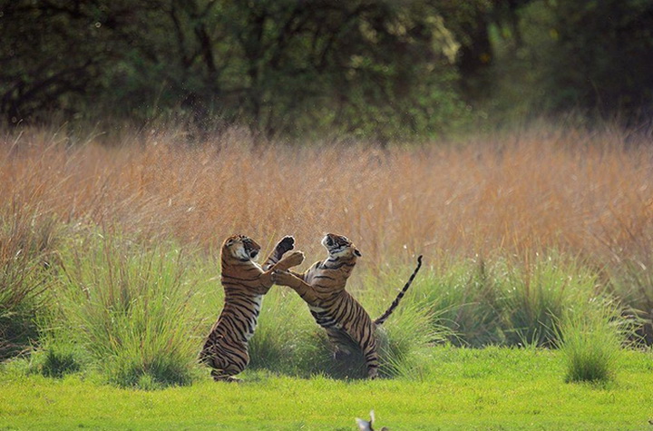 25 лучших фотографий National Geographic 2015 - ФОТОСЕССИЯ