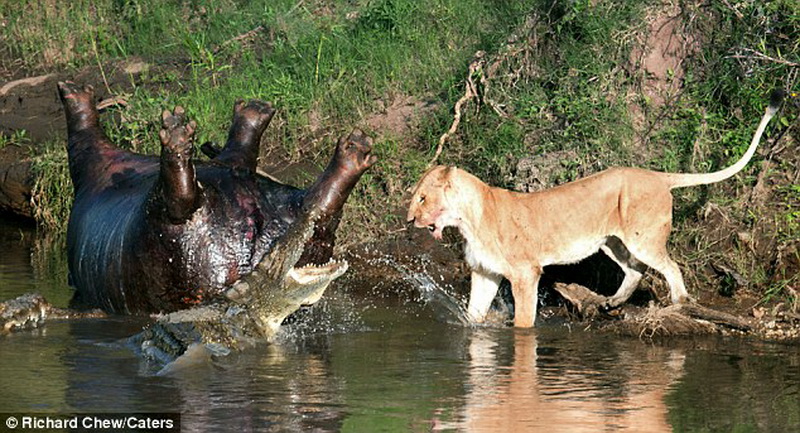Крокодил и лев сражаются за тело мертвого гиппопотама - ФОТО