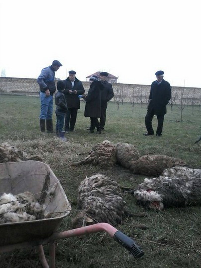 Бездомные псы растерзали целое стадо овец в Губе - ФОТО - ВИДЕО