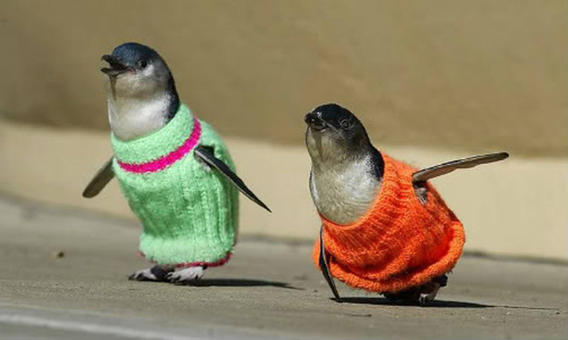 Пингвины в свитерах - ФОТОСЕССИЯ