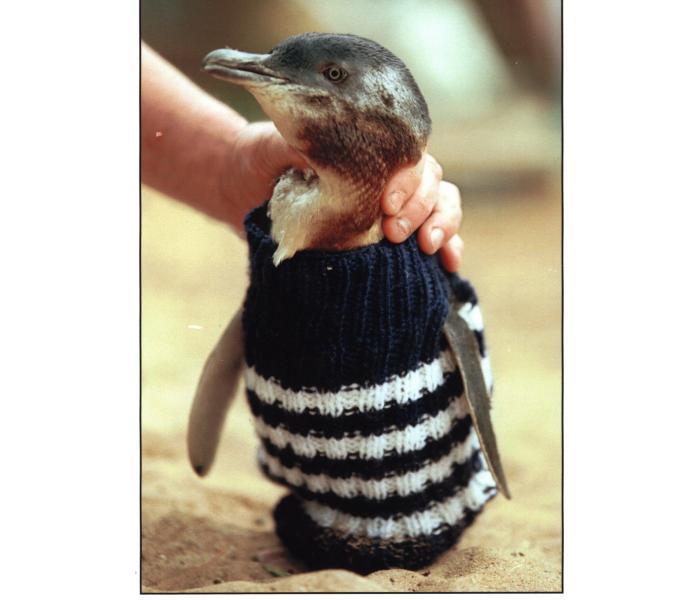 Пингвины в свитерах - ФОТОСЕССИЯ