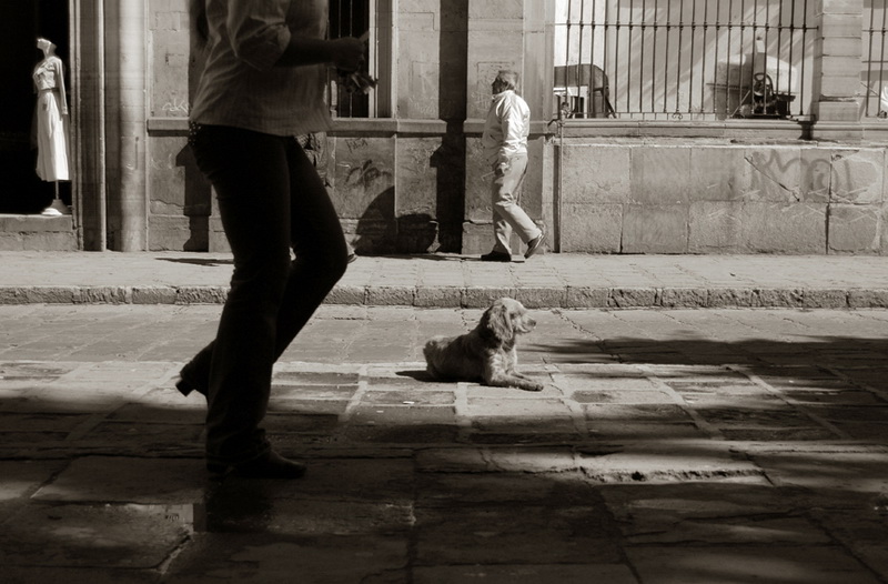 Выразительные и трогательные фото уличных собак - ФОТОСЕССИЯ