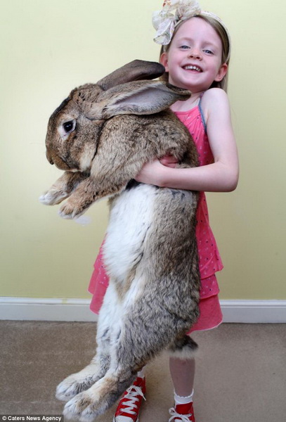 Гигантский кролик-рекордсмен весом более 22 кг - ФОТО