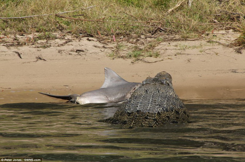 Редкий случай в мире животных: акула против крокодила - ФОТО