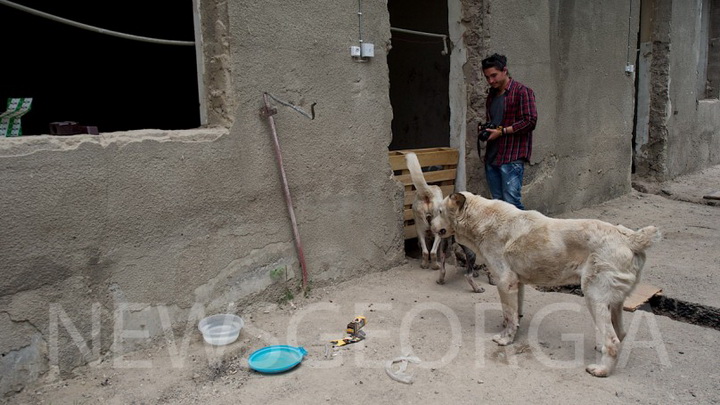 Выжившие: Приют для бездомных собак в Тбилиси - ФОТОСЕССИЯ