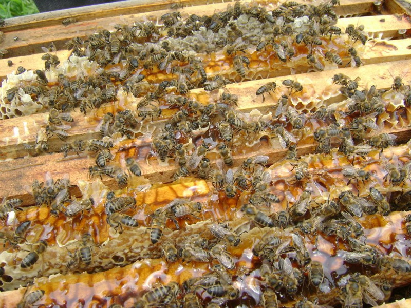 Все, что надо знать о мёде в Азербайджане – ФОТО - ОПРОС