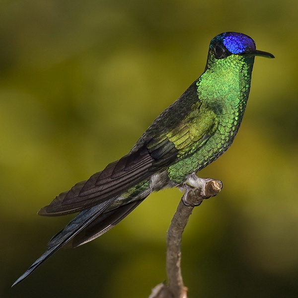 Самые красивые виды колибри - ФОТОСЕССИЯ