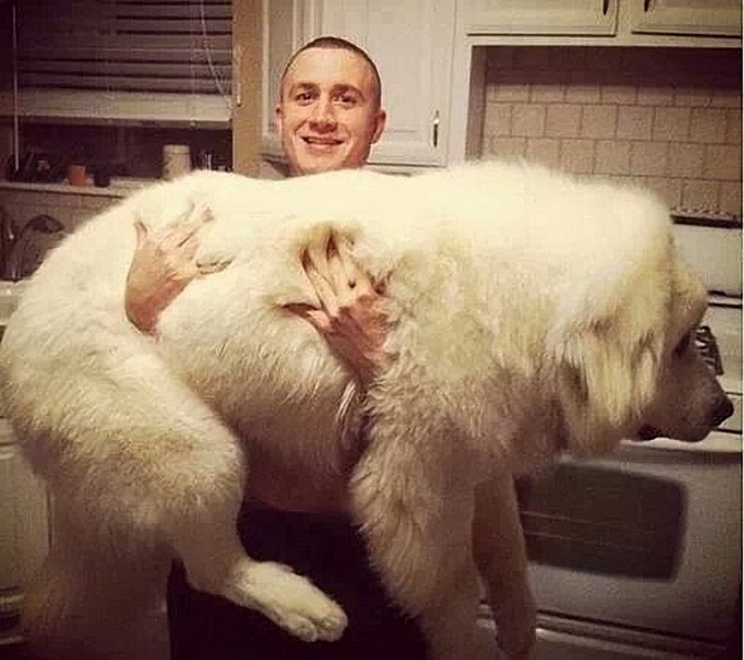 Большие собаки, которых нельзя не любить - ФОТОСЕССИЯ