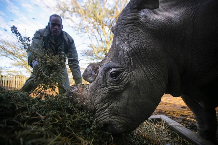 Последний носорог на планете - ФОТОСЕССИЯ