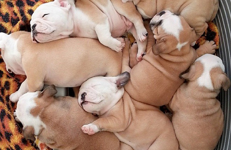 30 фото щенков, которые сделают ваш день счастливее - ФОТОСЕССИЯ
