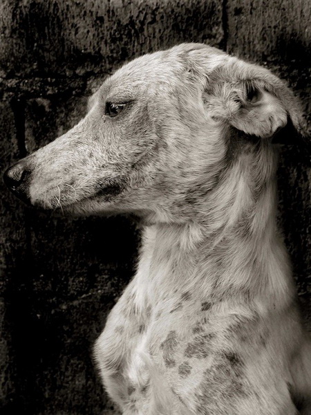 Выразительные и трогательные фото уличных собак - ФОТОСЕССИЯ