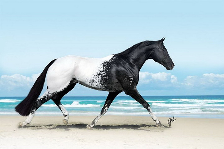 15 лошадей, от красоты которых перехватывает дыхание - ФОТОСЕССИЯ
