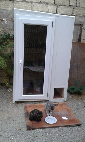 Бакинцы построили дом для бездомных кошек - ФОТО
