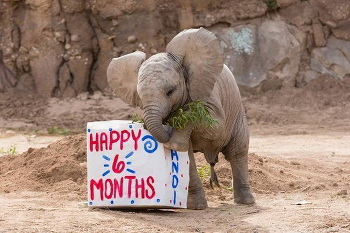 Вот как слоненок из зоопарка отметил свои 6 месяцев - ФОТО