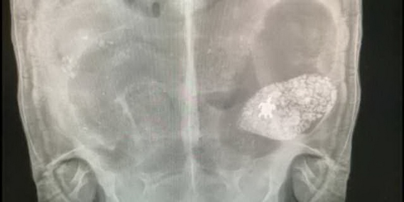 Содержимое кишечника этой черепахи вызвало шок - ФОТО