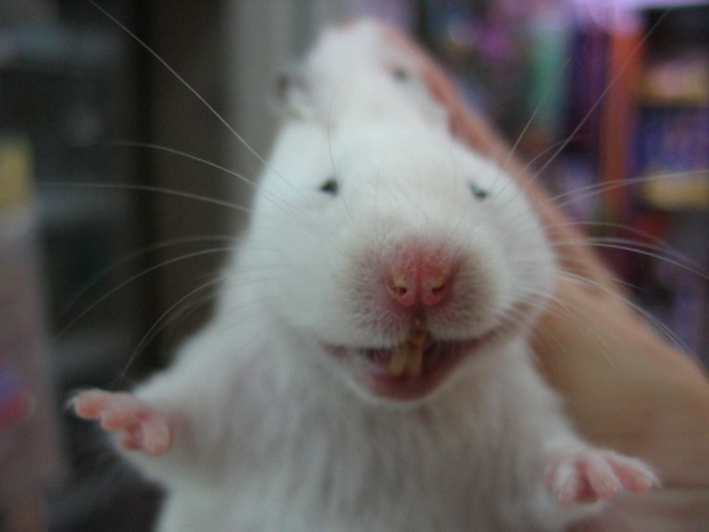 улыбка крысы. крыса хихикает. крыса хихикает. мышь смеется. крыса смеется.