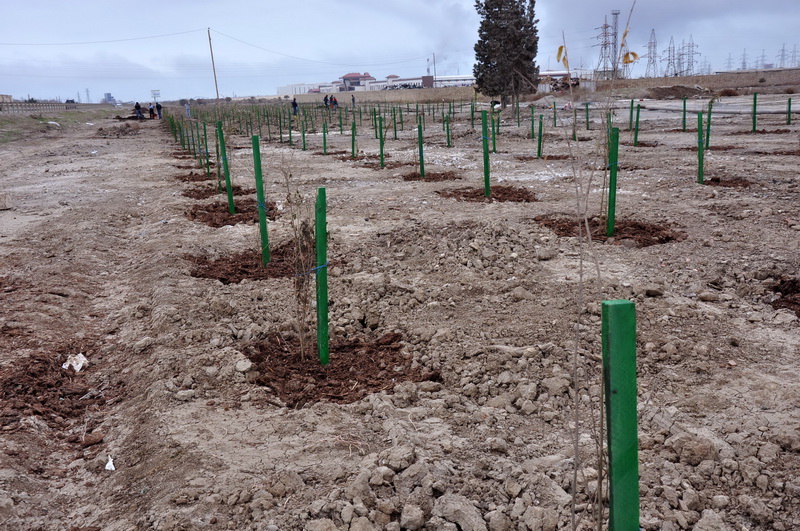 Sumqayıtda 30 mindən çox nar ağacı əkiləcək - FOTO
