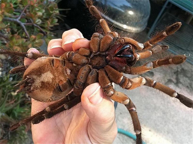 Самый большой паук в мире - ФОТОСЕССИЯ