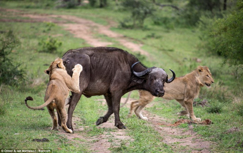 Редкие кадры из мира природы: буйвол поднял льва на рога - ОБНОВЛЕНО - ВИДЕО - ФОТО