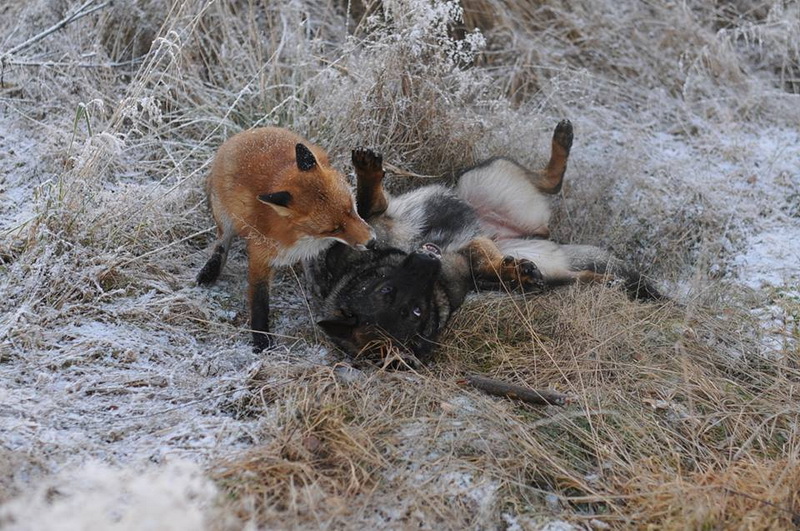 Удивительный случай: лиса подружилась с охотничьим псом - ФОТОСЕССИЯ