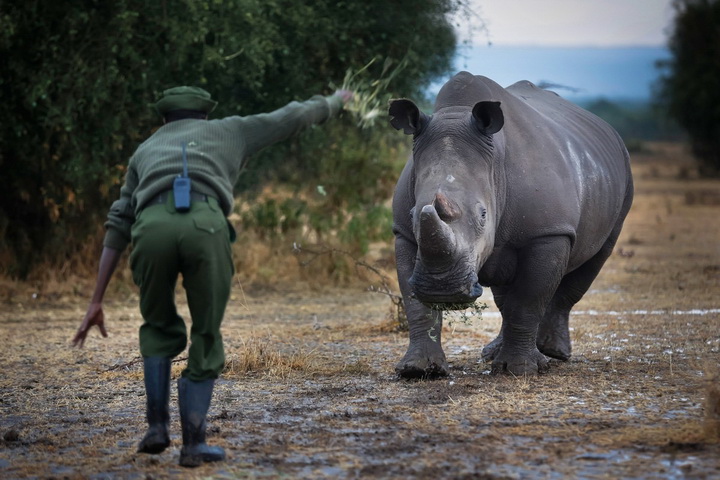 Последний носорог на планете - ФОТОСЕССИЯ