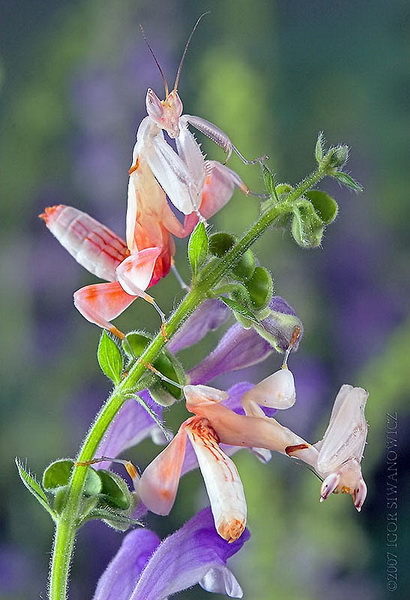 Орхидейные красавцы-богомолы - ФОТОСЕССИЯ