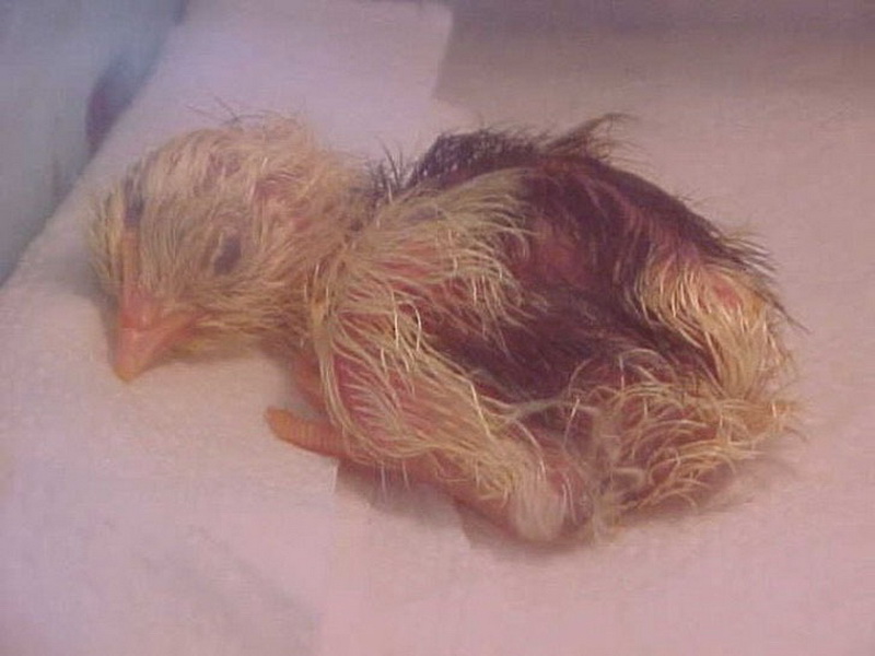 Фото развития цыпленка. Новорожденный цыпленок.