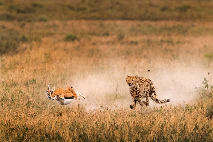 25 лучших фотографий National Geographic 2015 - ФОТОСЕССИЯ