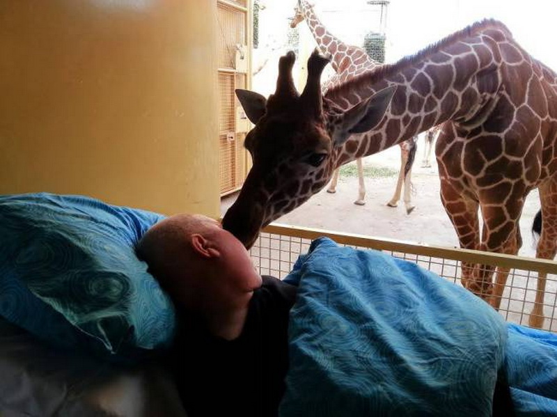 Трогательный момент: жираф прощается со своим другом - ФОТО
