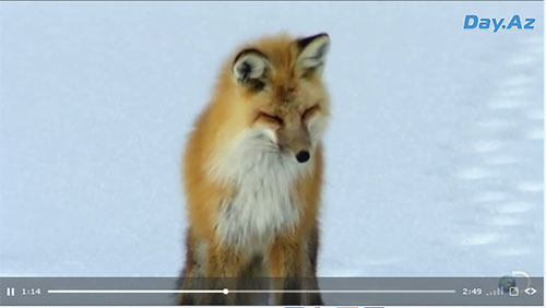 Удивительная охота лисы - ВИДЕО