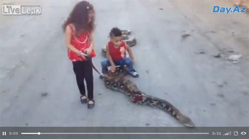 ШОК! Брат с сестрой выгуливают гигантскую змею - ВИДЕО